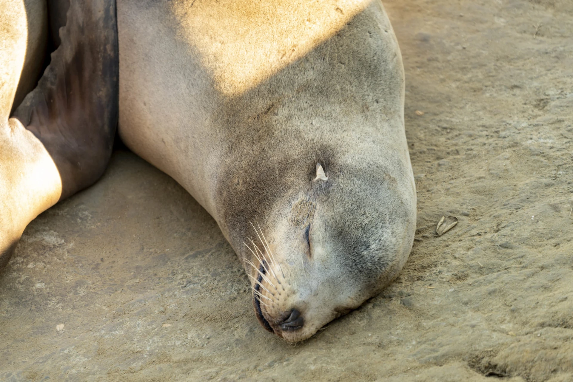 Close up of a sleeping La Jolla sea lion.