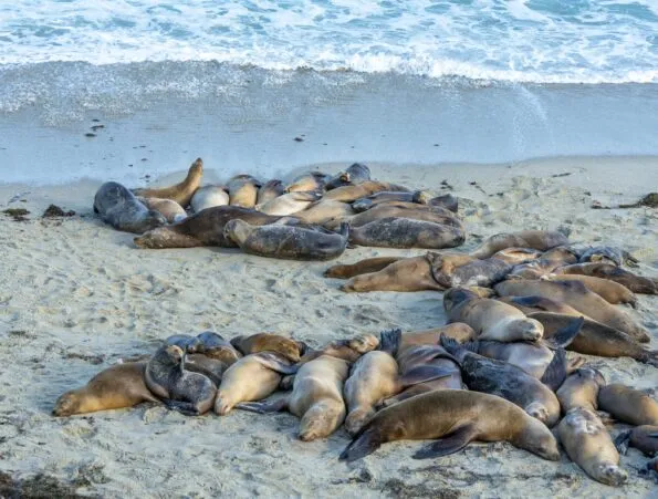 A large group of sea lions sleep together on the sand at Boomer Beach La Jolla.