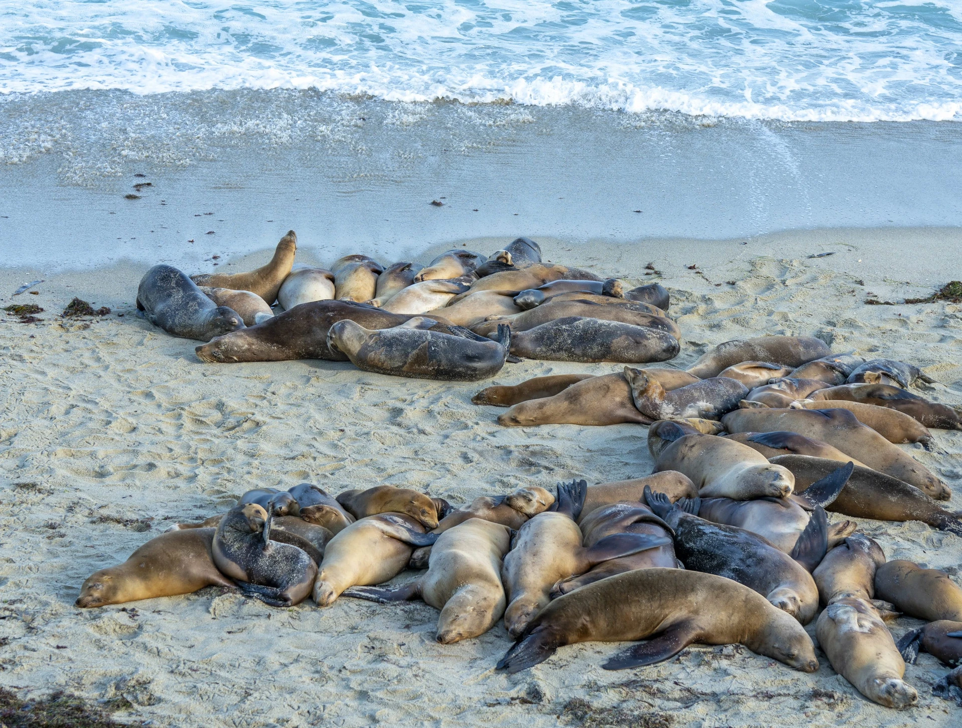 A large group of sea lions sleep together on the sand at Boomer Beach La Jolla.