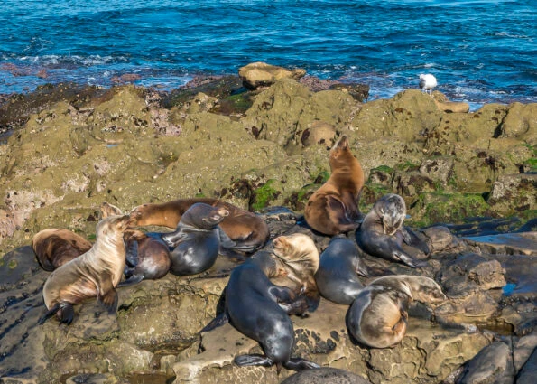 The La Jolla Cove sea lions sunbathing.