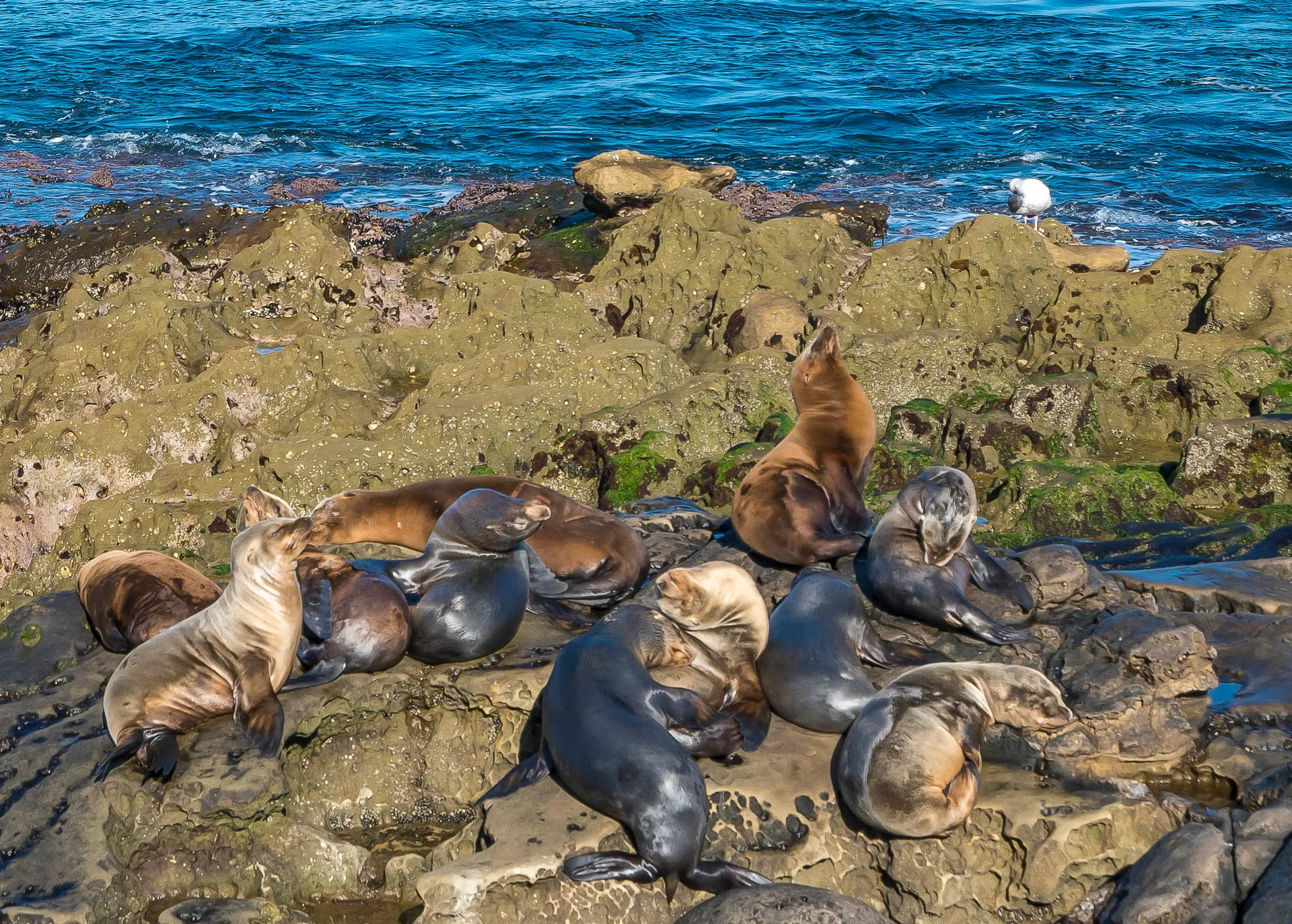 Sea lions huddle up on the rocks at La Jolla Cove, one of my favorite animal encounters in San Diego.