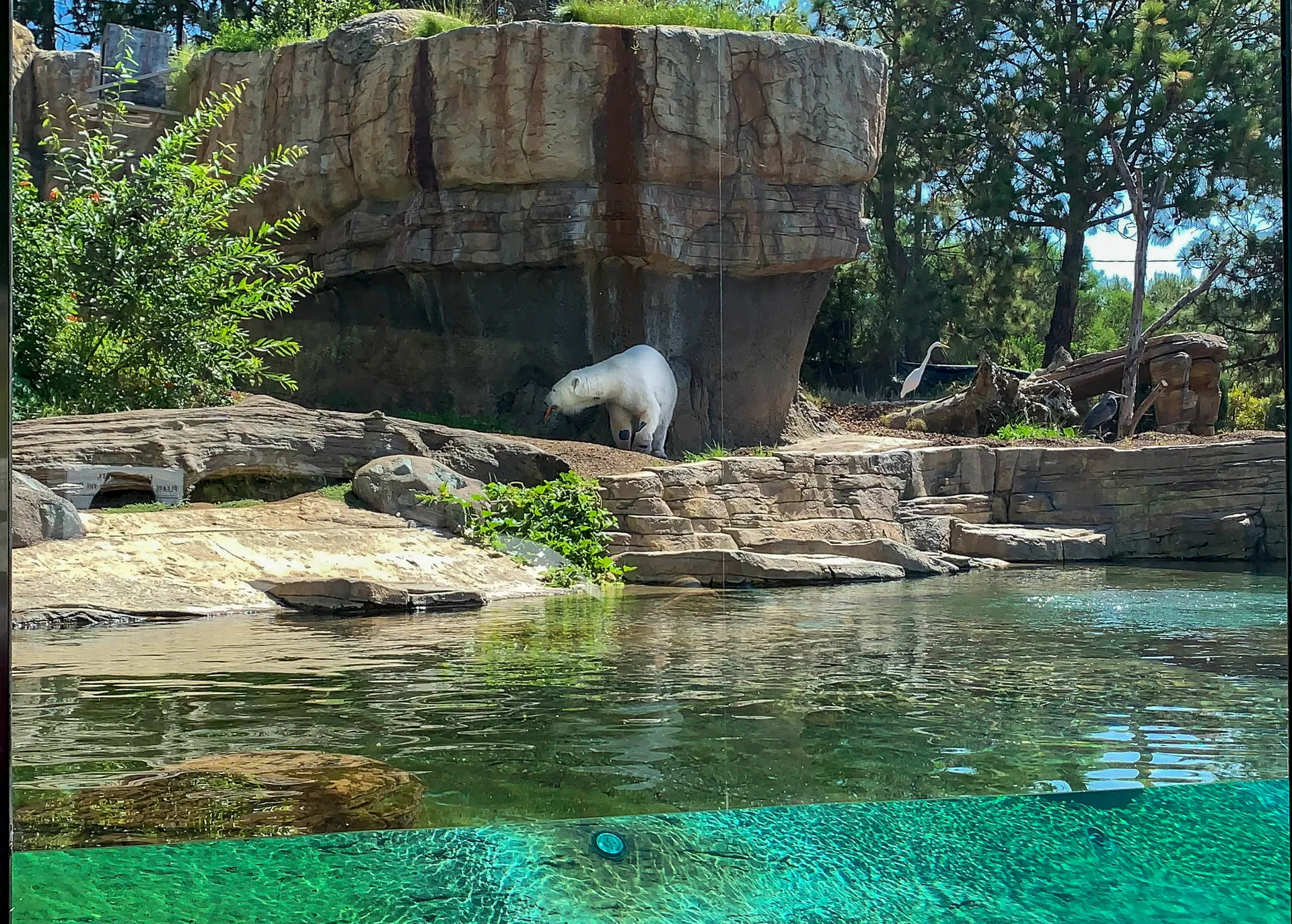 A polar bear, one of the most popular San Diego Zoo animals, eats a carrot in the shade.