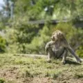 A baboon chills on the grass in the Africa Rocks exhibit at San Diego Zoo.
