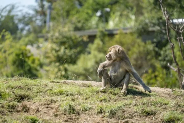 A chimpanzee sits on the grass at San Diego Zoo, the most popular San Diego tourist attraction.