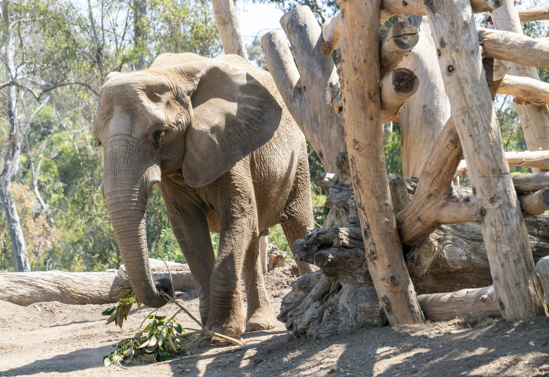 Elephant eats leaves in its enclosure at the San Diego Zoo.