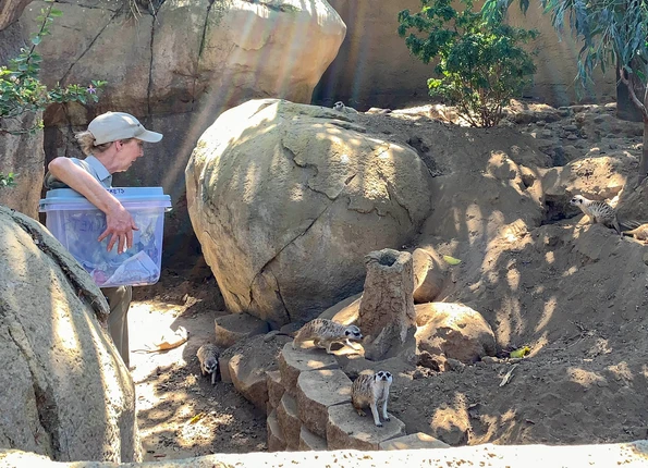 A keeper tells guests about meerkats.