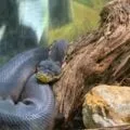 A snake inside the San Diego Zoo Reptile House