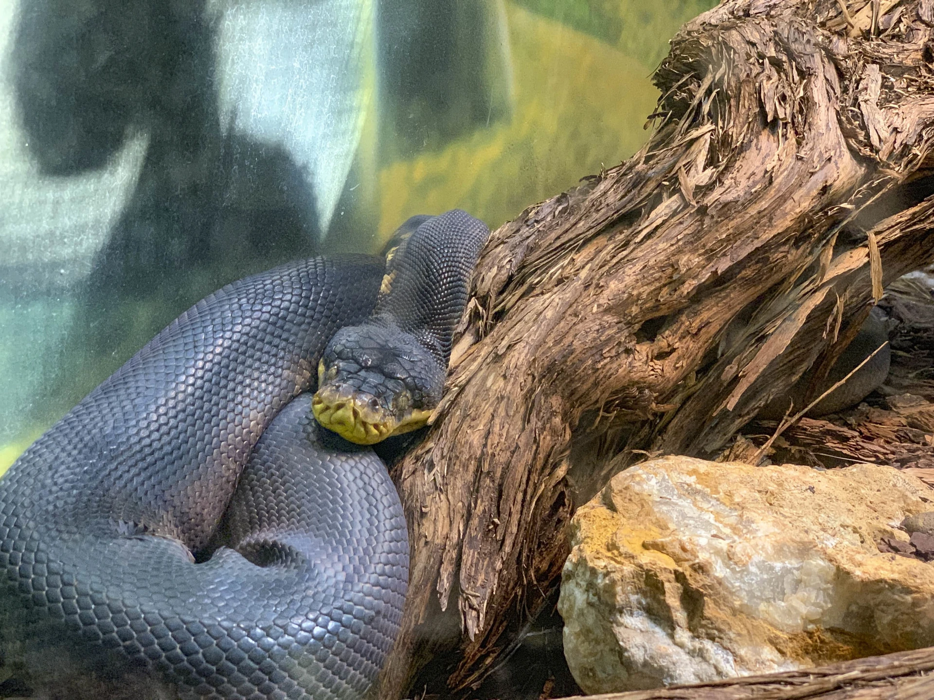 A snake inside the San Diego Zoo Reptile House