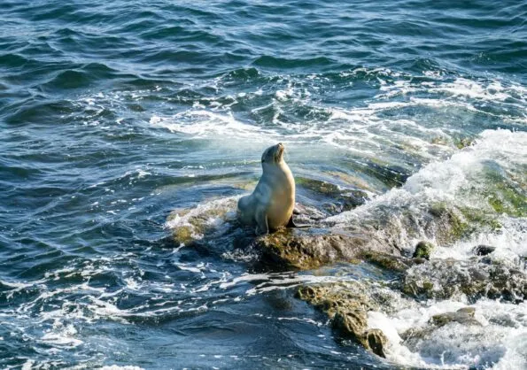 A sea lion basks in sunshine on a rock in the Pacific Ocean.