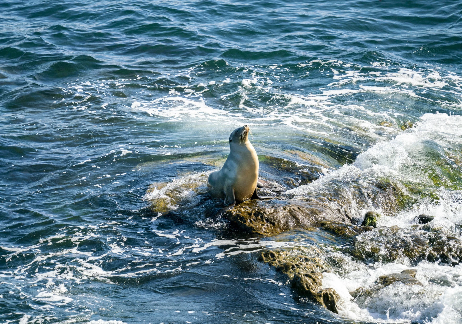A sea lion basks in sunshine on a rock in the Pacific Ocean.