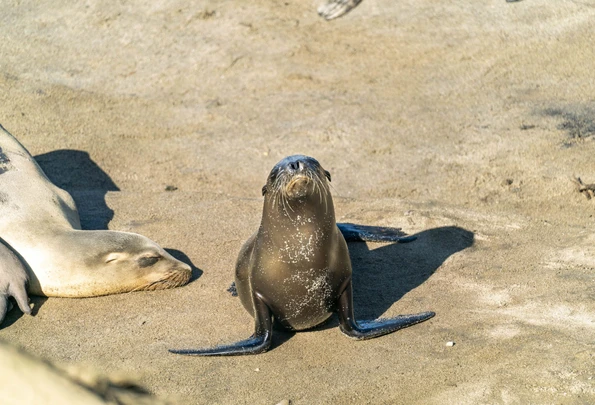 A sea lion pup basks in sunlight on the rocks near Boomer Beach La Jolla.