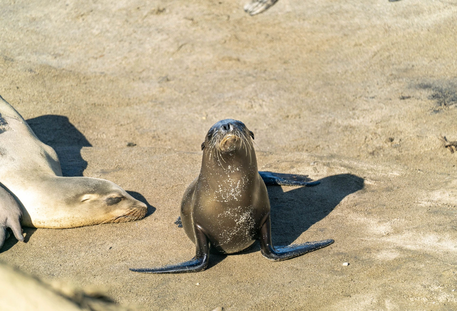 A sea lion pup basks in sunlight on the rocks near Boomer Beach La Jolla.