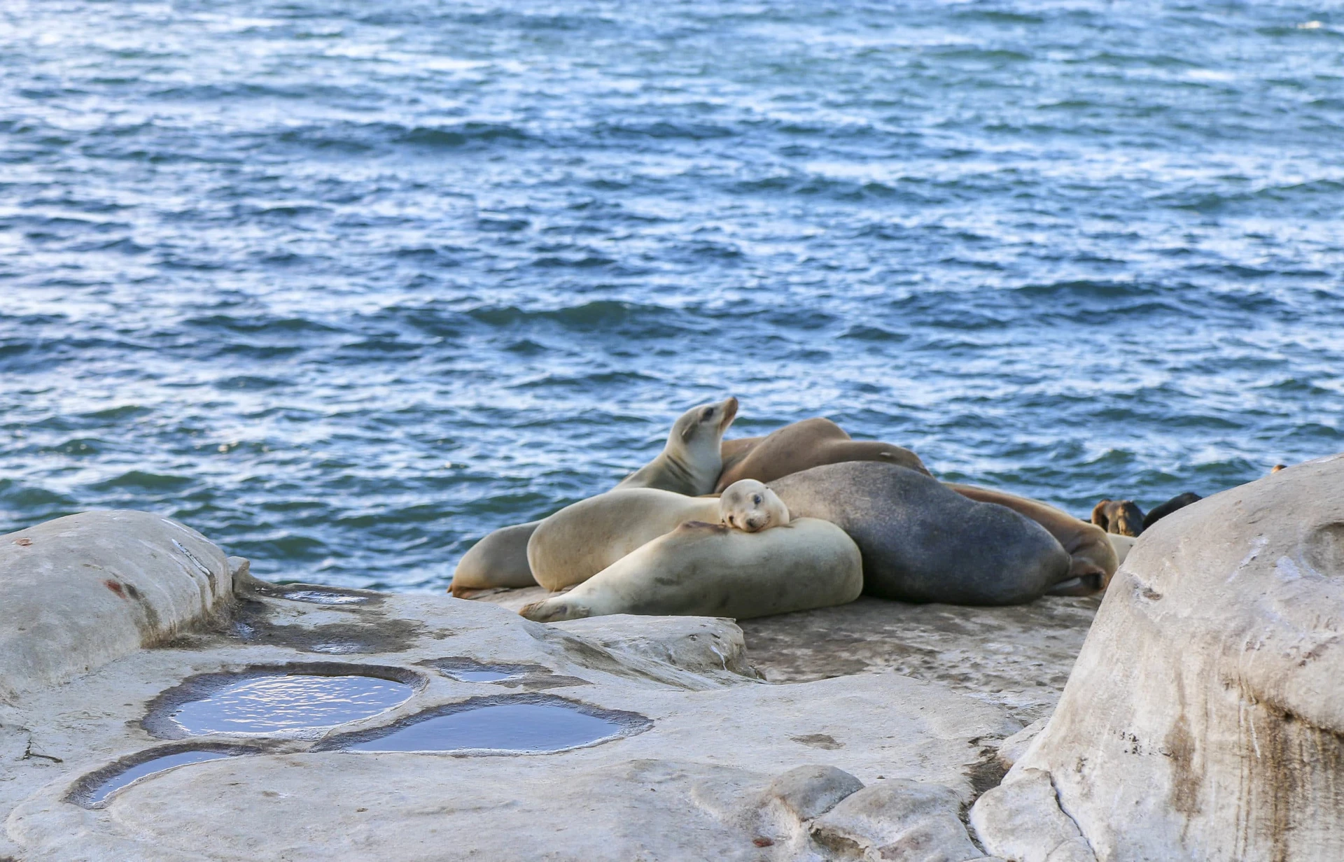 Sea lions sleep piled up together on the rocks near the ocean near brown puddles.