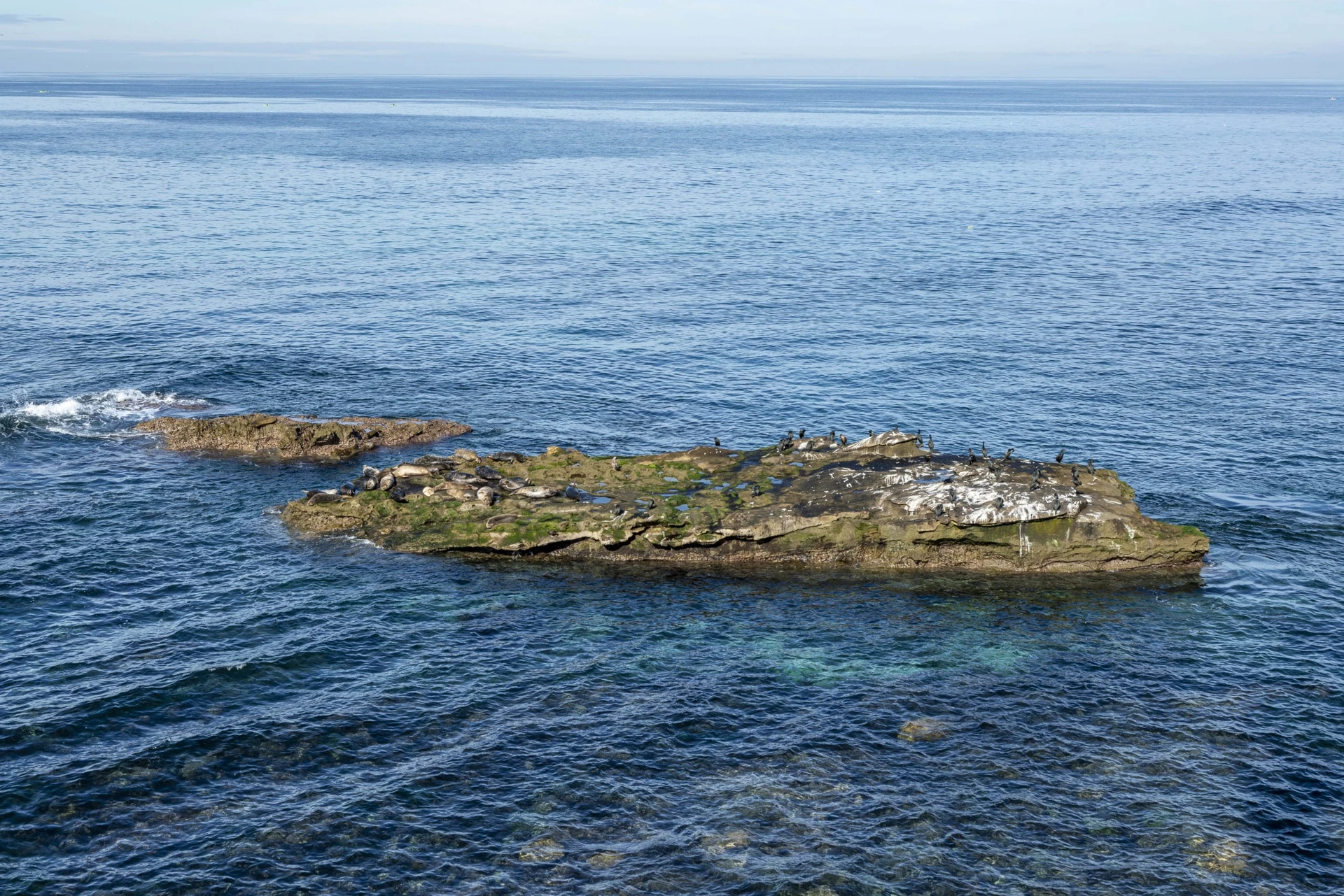 Pacific Ocean surrounds the birds and seals resting on Seal Rock in La Jolla.