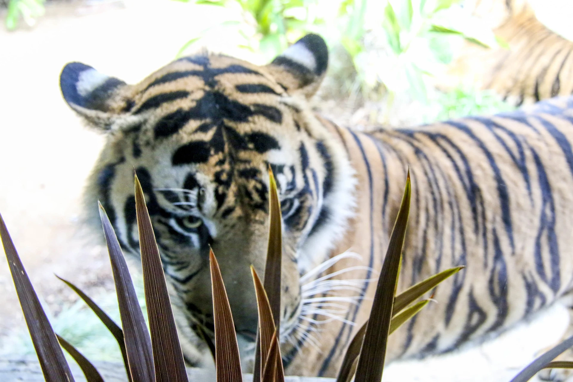 A Sumatran tiger looks through the window at The Sambutan Longhouse.