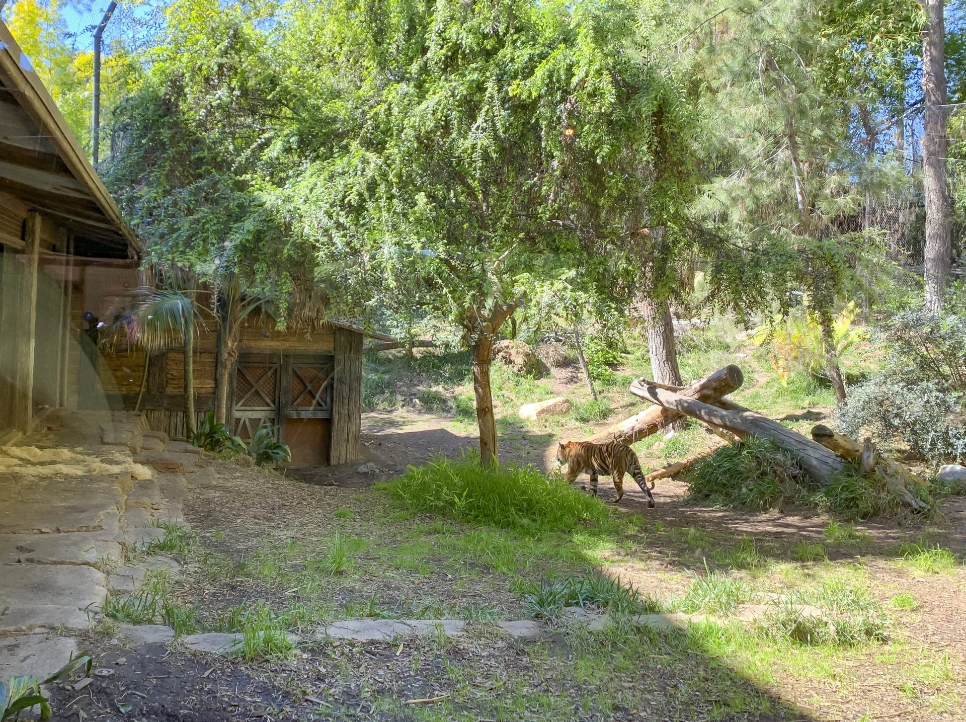 A tiger walks through his enclosure at Tiger Trail inside San Diego Zoo Safari Park.