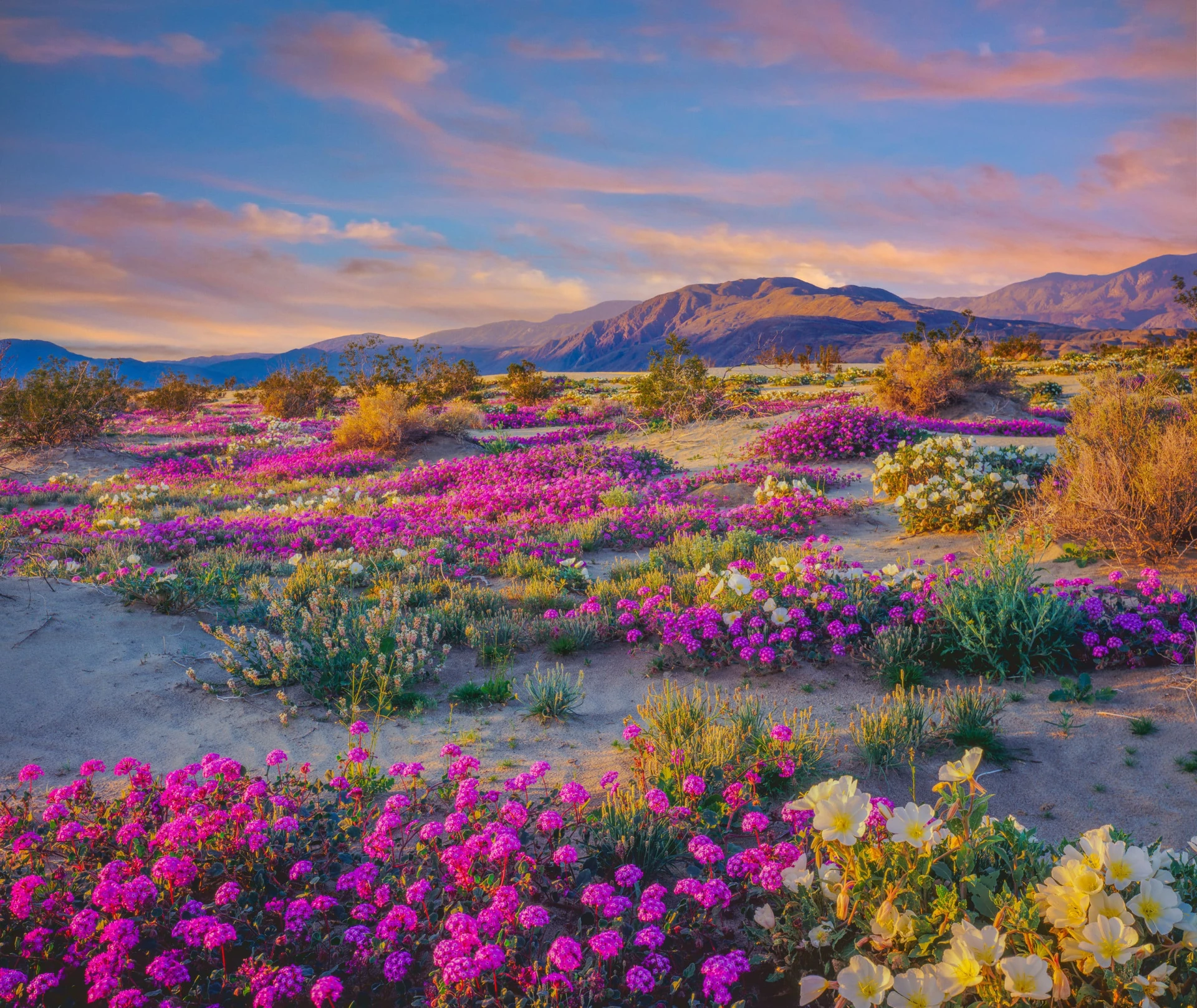 A field of pink wildflowers — viewing them is one of the top things to do at Anza-Borrego Desert State Park in the spring.