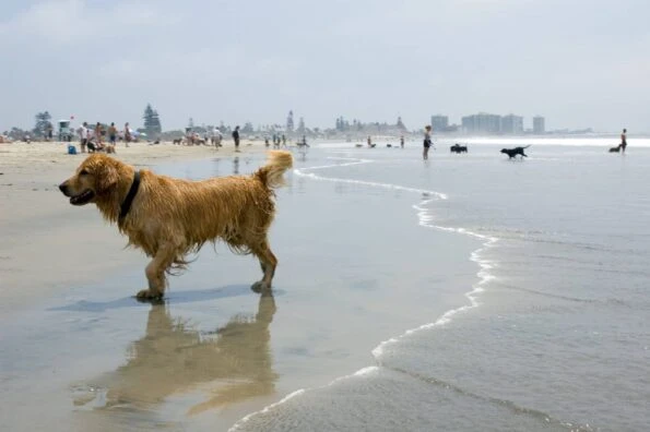 Golden Retriever playing off-leash at dog beach in Coronado.