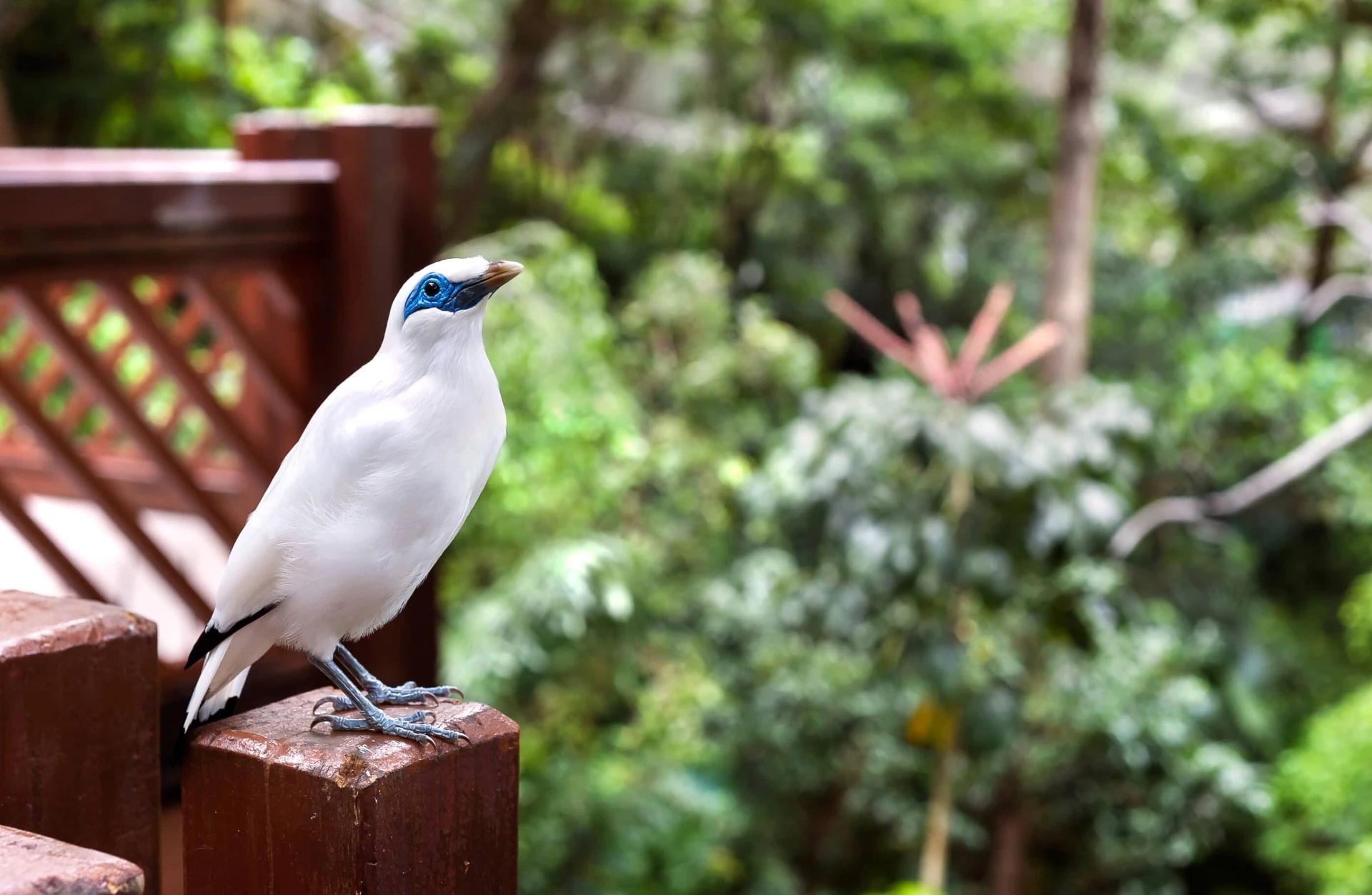 Bali Mynah bird stands on a wooden post at the Edward Youde Aviary, Hong Kong Park