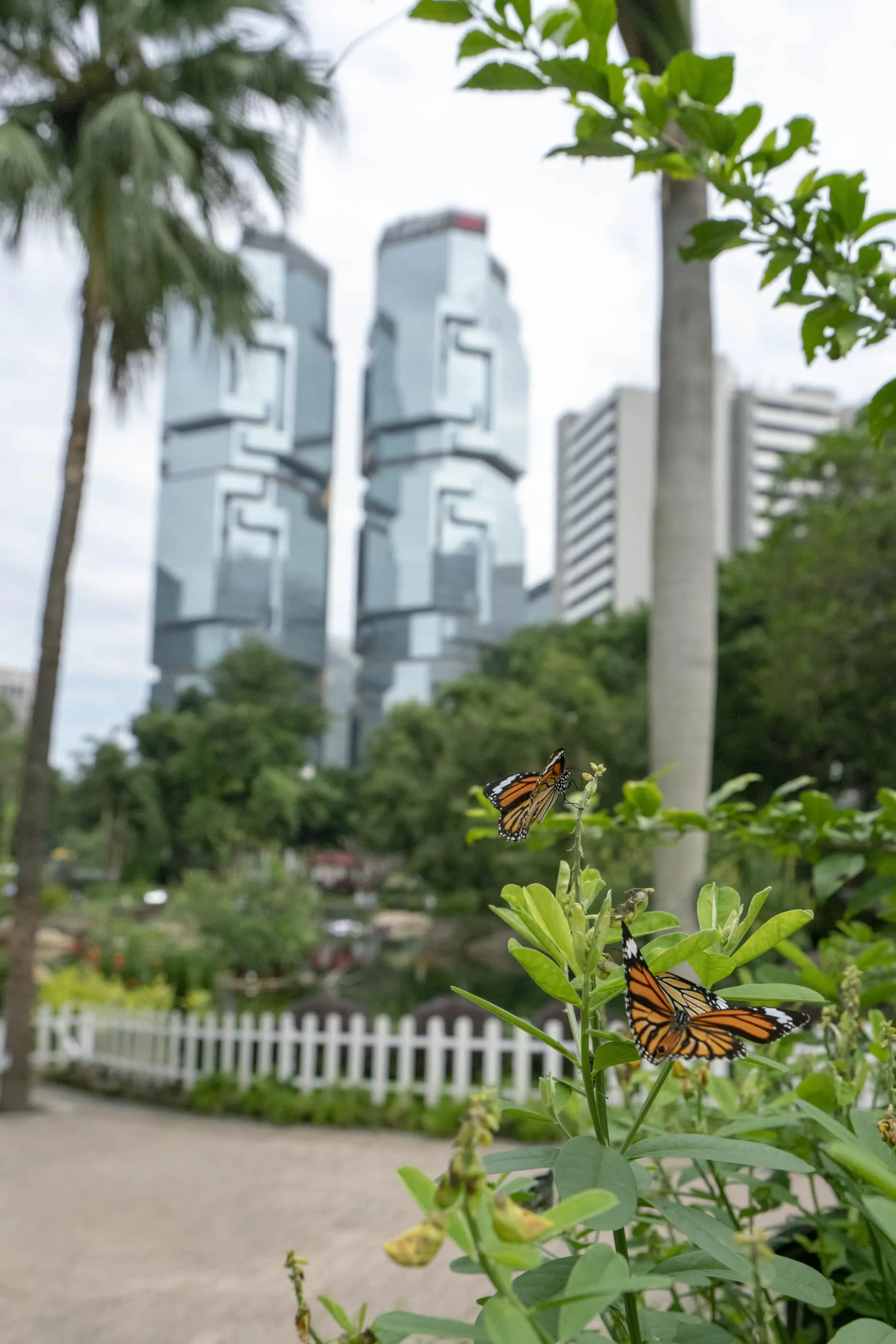 Hong Kong Park butterfly garden in Admiralty Hong Kong.