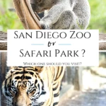 Member insight for how to decide if the San Diego Zoo or Safari Park is better to visit when you can't see both on the same vacation and other insider tips.