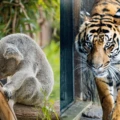 Member insight for how to decide if the San Diego Zoo or Safari Park is better to visit when you can't see both on the same vacation and other insider tips.