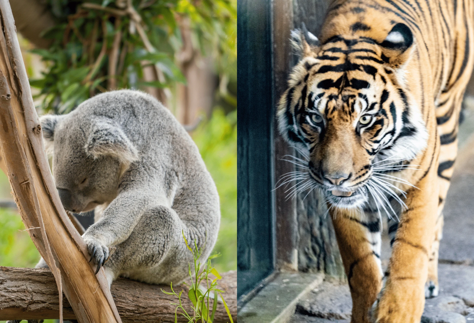 Member insight for how to decide if the San Diego Zoo or Safari Park is better to visit when you can't see both on the same vacation and other insider tips.
