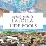 We're regular visitors to the La Jolla tide pools. I share everything to know from directions to visible sea life with tips from a Birch Aquarium expert.