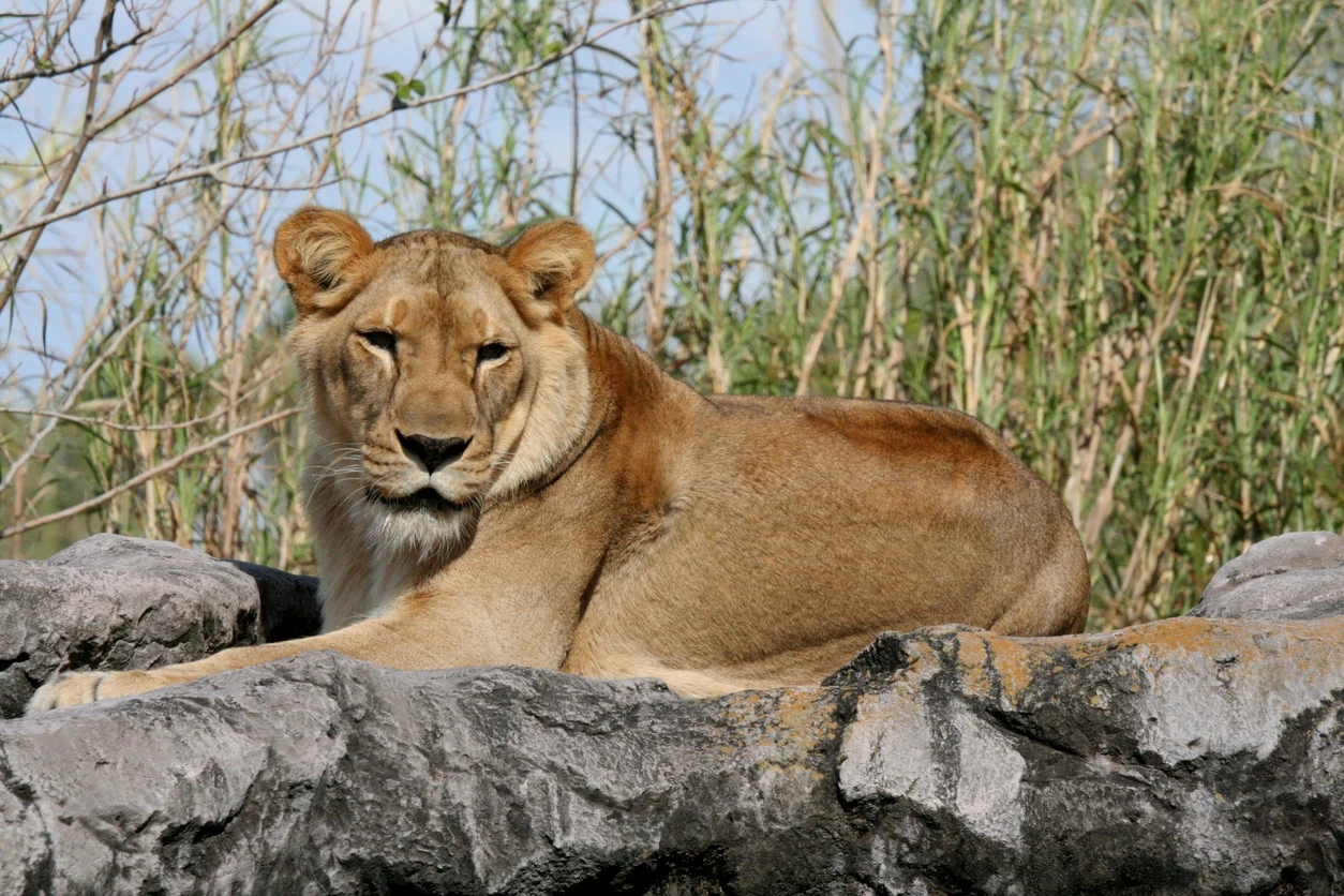 A female lion at Busch Gardens Tampa Bay.
