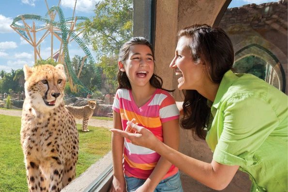 An adult and girl look at a cheetah through glass at Busch Gardens Tampa Bay.