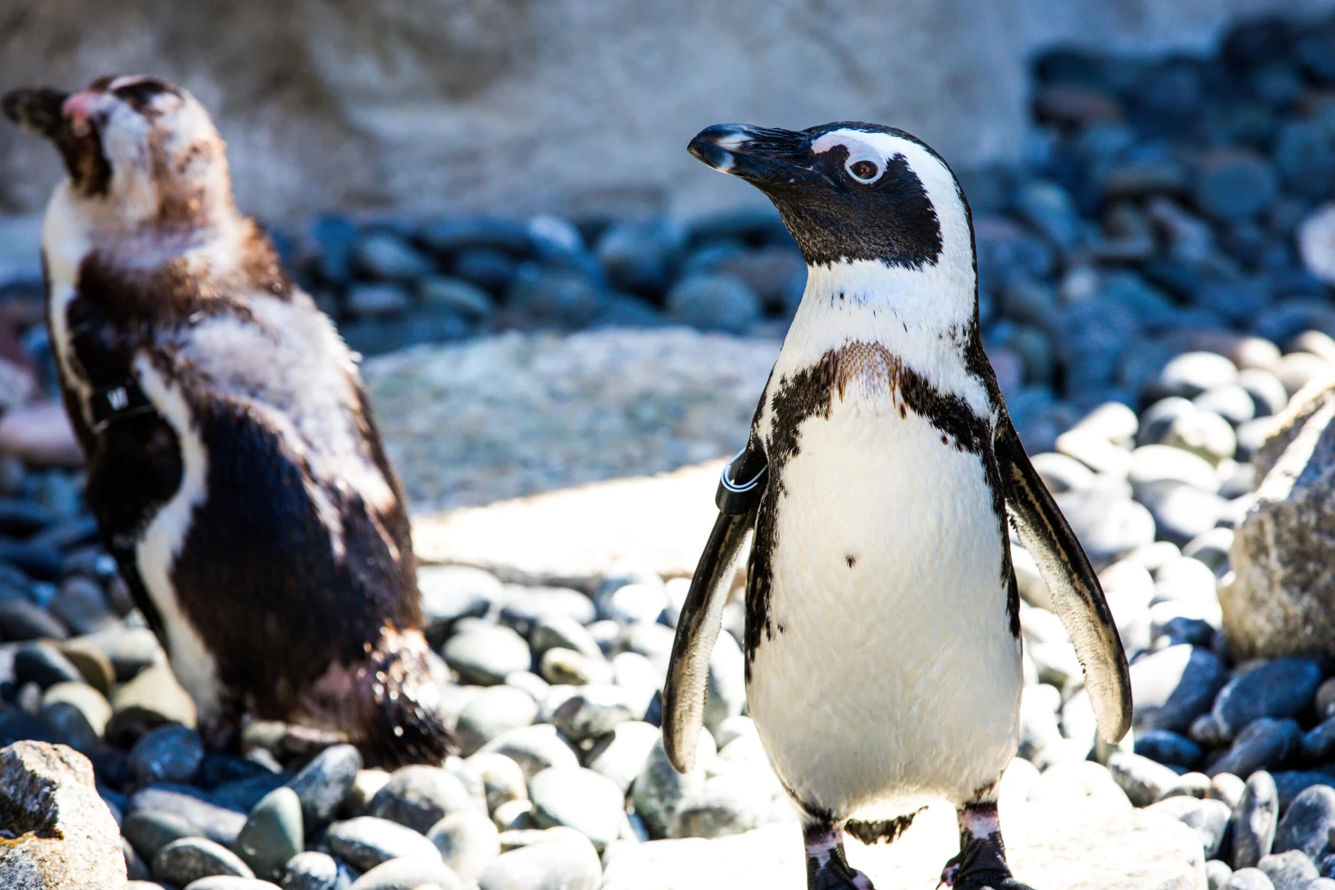 A close-up of an African penguin on its cobblestone beach.