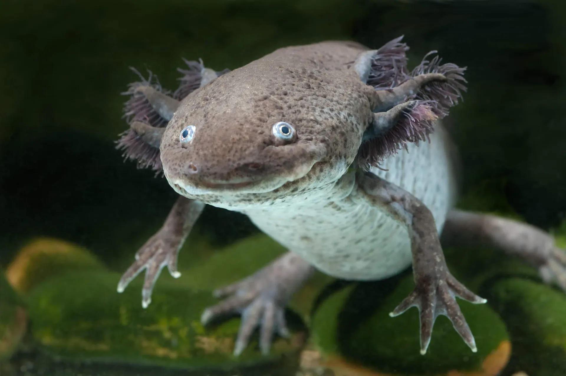 An axolotl swims in an aquarium.
