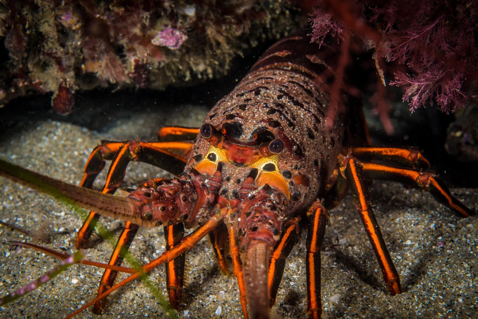 A California spiny lobster hides in a reef.