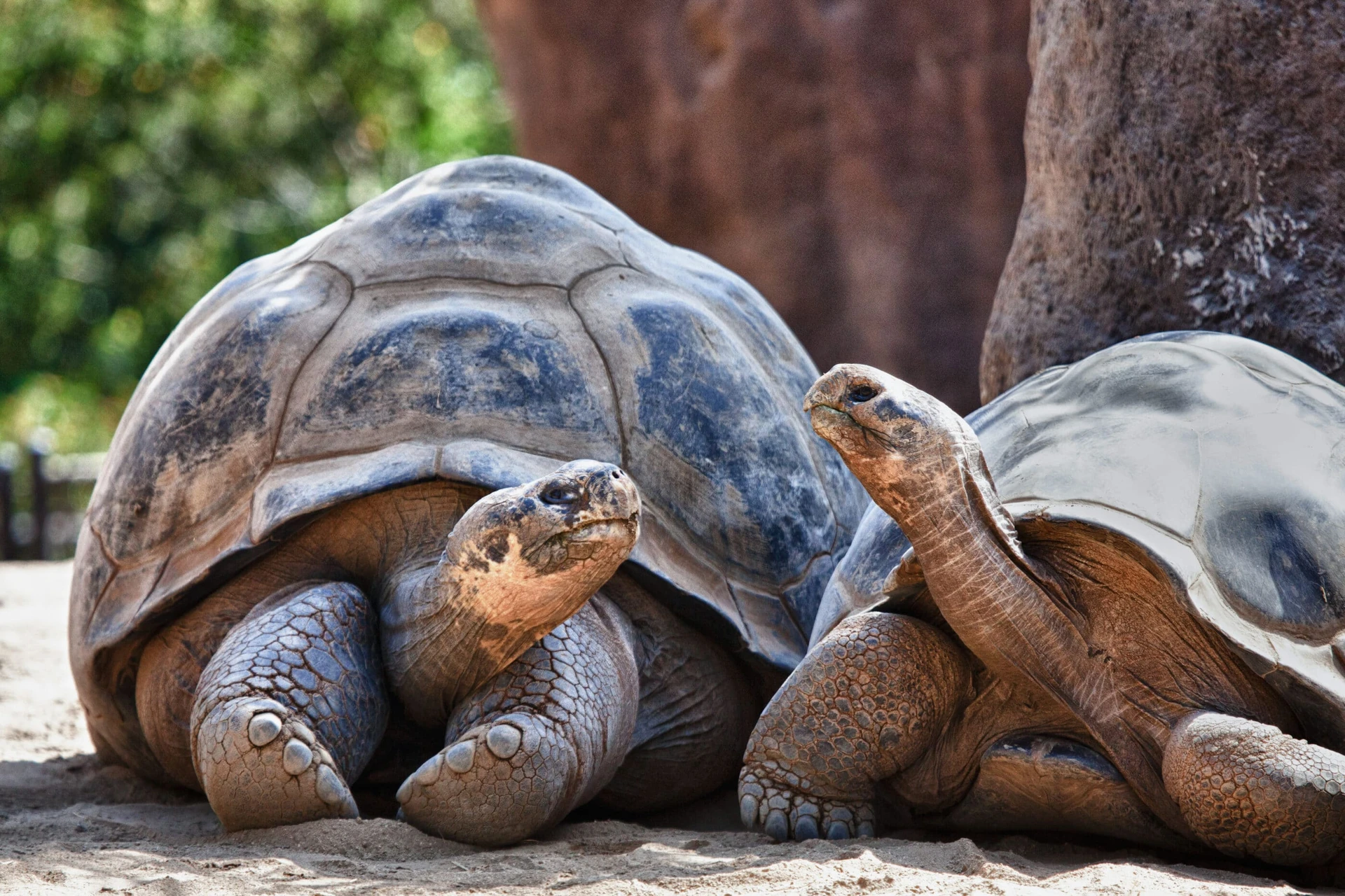 To Galapagos tortoises look at each other in their habitat.
