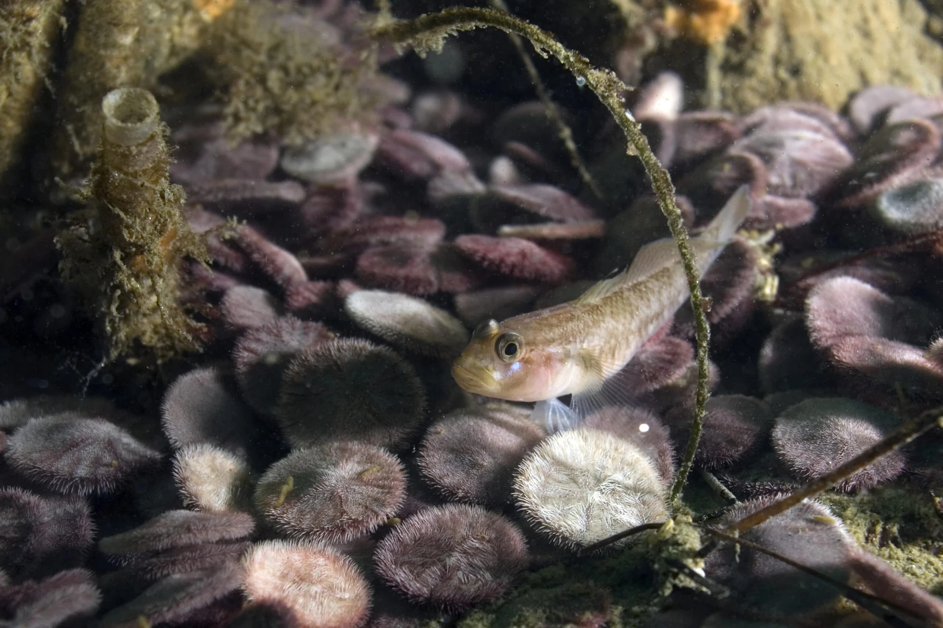 Goby fish hiding on sand dollars in La Jolla, California