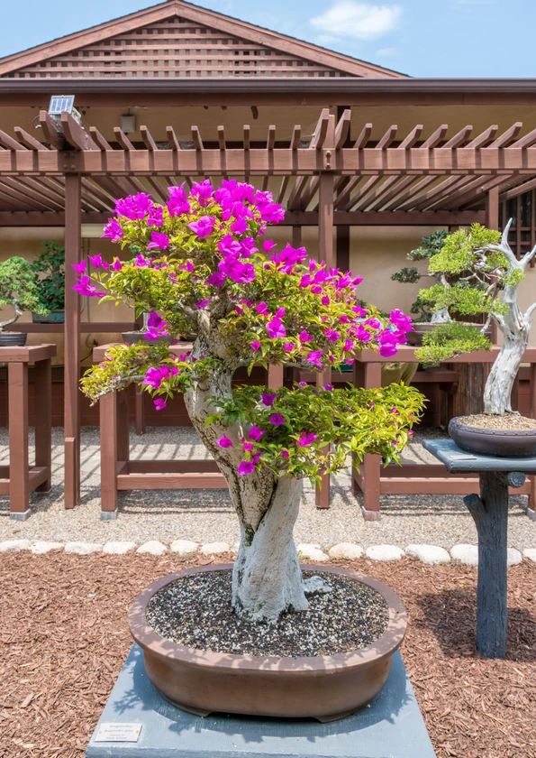 A bonsai with pink flowers on display.