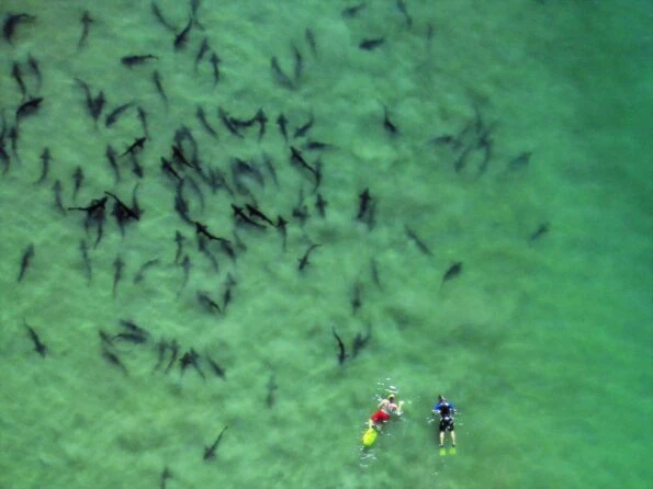 Two snorkelers swim with leopard sharks in La Jolla.