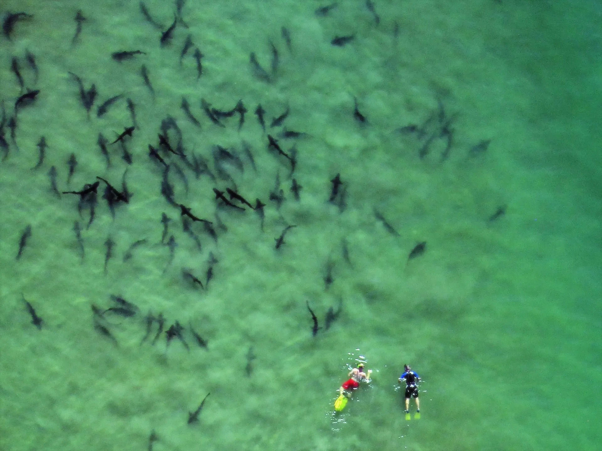 Two snorkelers swim toward a large group of leopard sharks.
