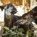 Okapis eat leaves at the San Diego Zoo.