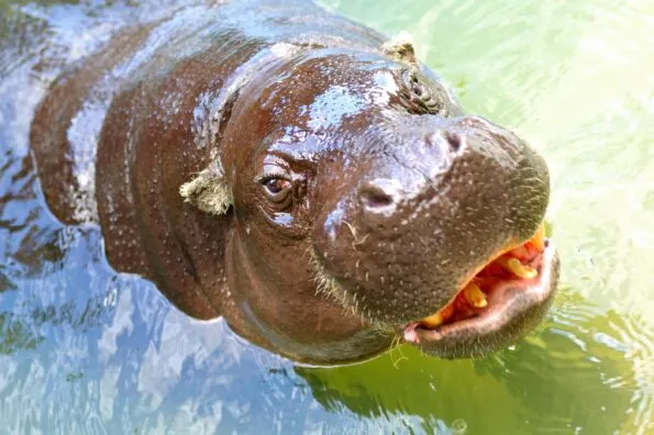 A pygmy hippo looks directly into the camera while in the water.