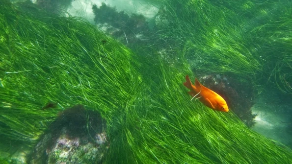 A Garibaldi fish swims through seagrass in the La Jolla Underwater Park.
