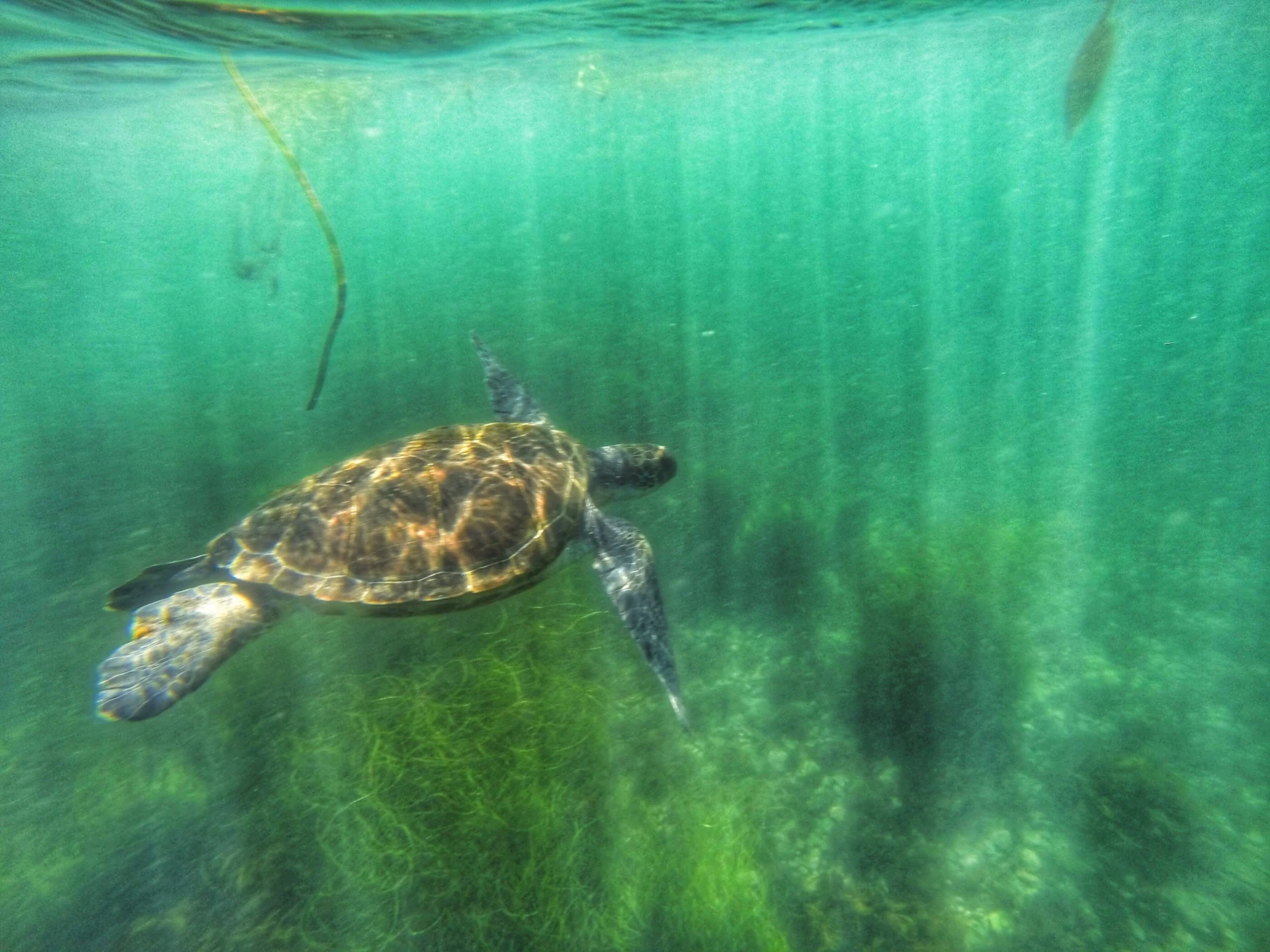 A sea turtle swims in La Jolla, California