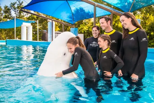 A guest hugs a beluga whale at SeaWorld San Antonio.