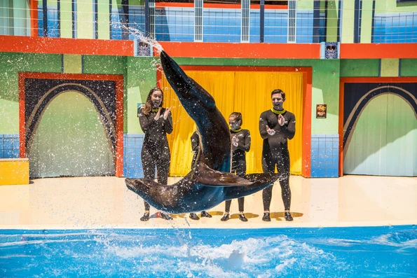 A sea lion does a flip during a show at SeaWorld San Antonio.