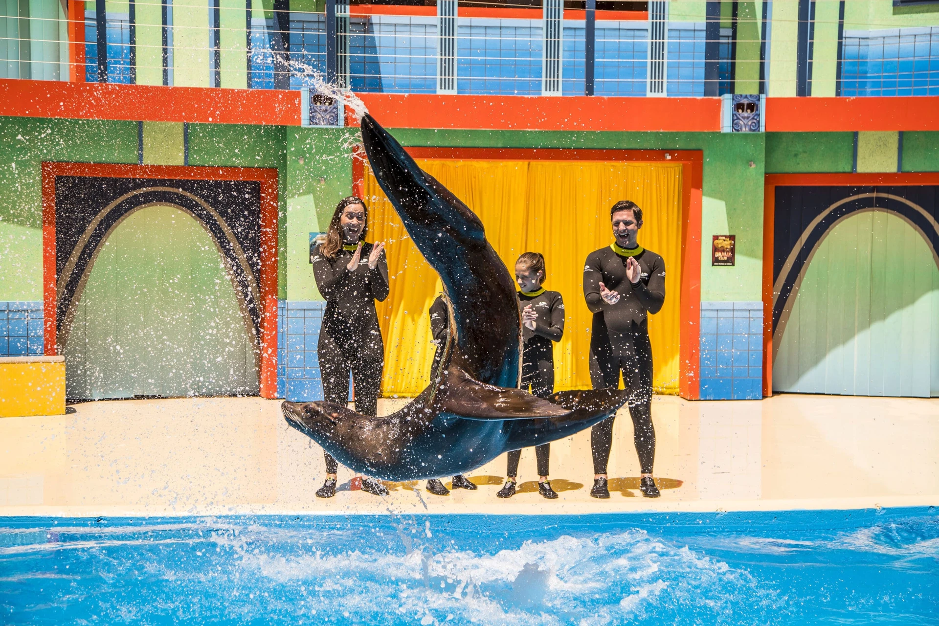 A sea lion does a flip during a show at SeaWorld San Antonio.