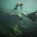 Sea lions swim underwater in La Jolla