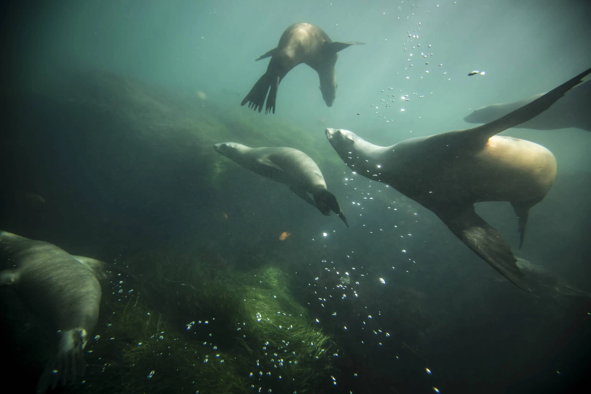 Sea lions swim underwater in La Jolla