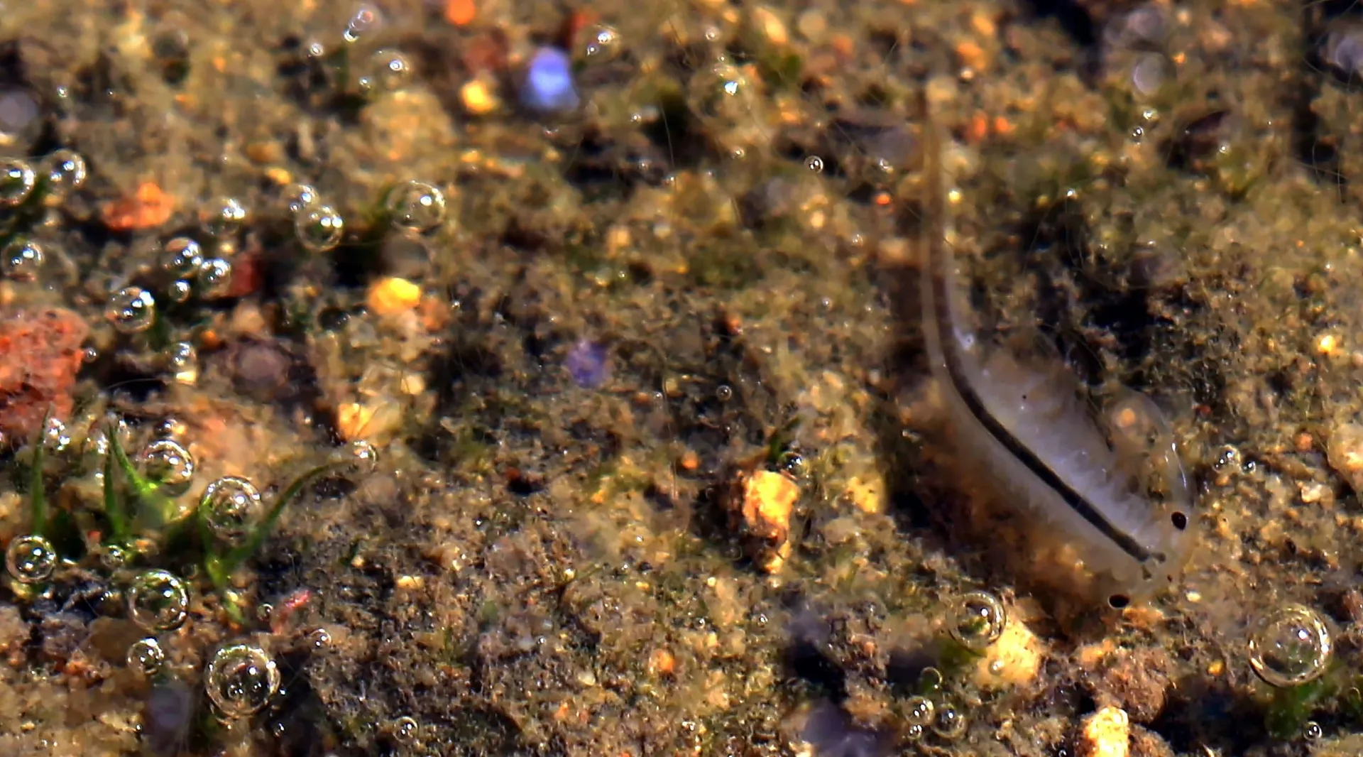 A tiny San Diego Fairy Shrimp swims in a vernal pool. 
