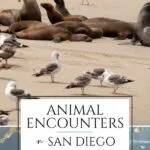 These animal encounters in San Diego, California include naturally occurring experiences, visits to wildlife sanctuaries, & interactions at top attractions.