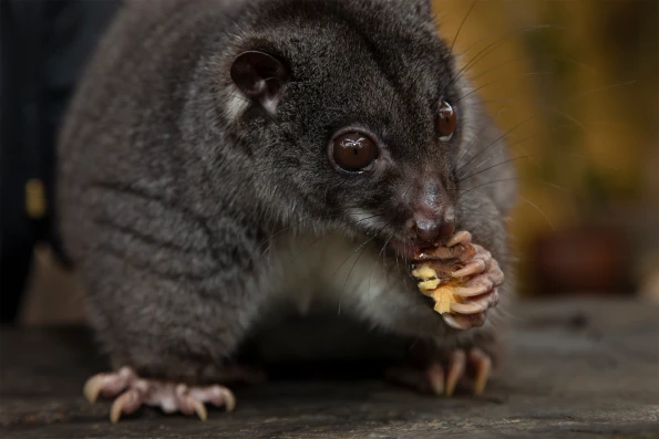 A lemur eats a nut during the Animals in Action tour.